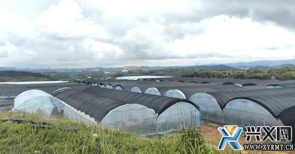 义龙新区：建设现代农业产业园 助力乡村产业高质量发展(图1)