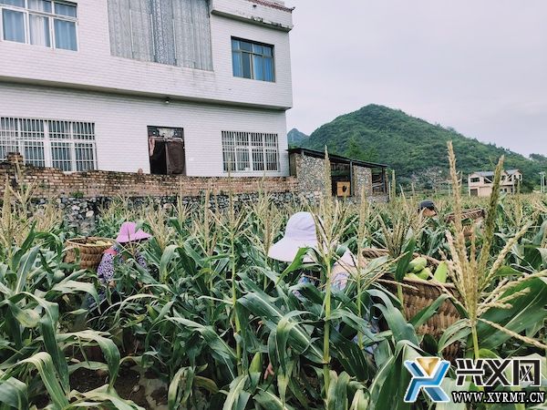 团结互助坝区：鲜食糯玉米套种毛豆 实现一季双收(图1)