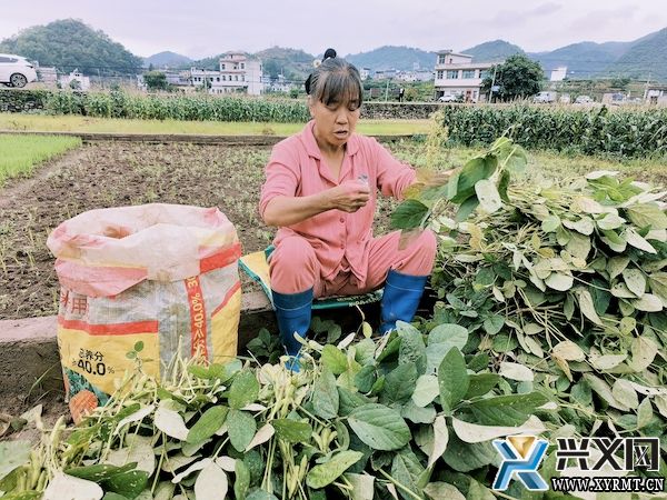 团结互助坝区：鲜食糯玉米套种毛豆 实现一季双收(图2)