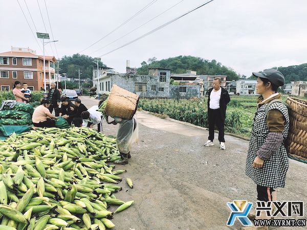 团结互助坝区：鲜食糯玉米套种毛豆 实现一季双收(图3)