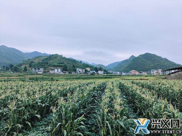 团结互助坝区：鲜食糯玉米套种毛豆 实现一季双收(图4)