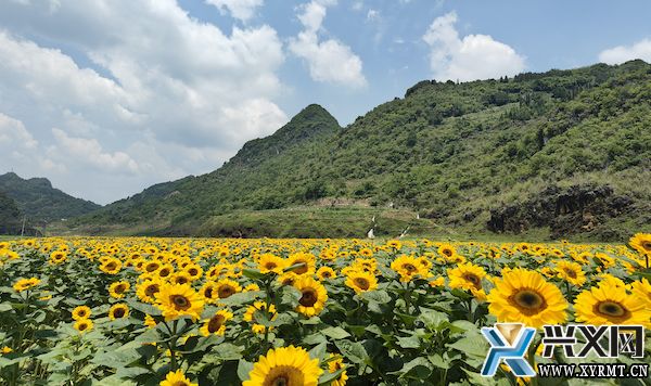 德卧金州蔬菜基地：向日葵花海向阳盛放(图1)