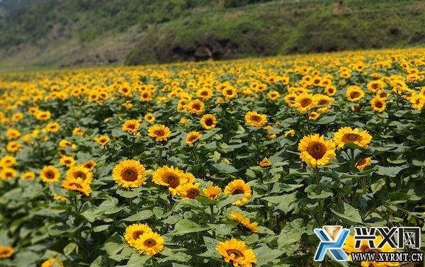 德卧金州蔬菜基地：向日葵花海向阳盛放(图3)