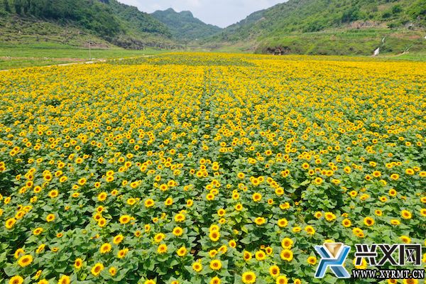 德卧金州蔬菜基地：向日葵花海向阳盛放(图4)