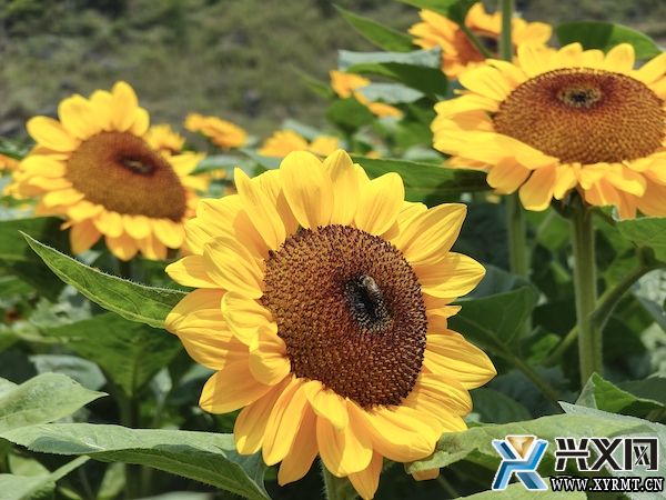 德卧金州蔬菜基地：向日葵花海向阳盛放(图2)