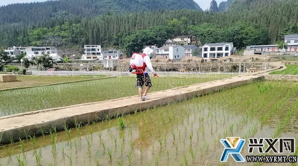 兴义义龙：开展两万余亩水稻统防统治 筑牢粮食稳产增收根基(图2)