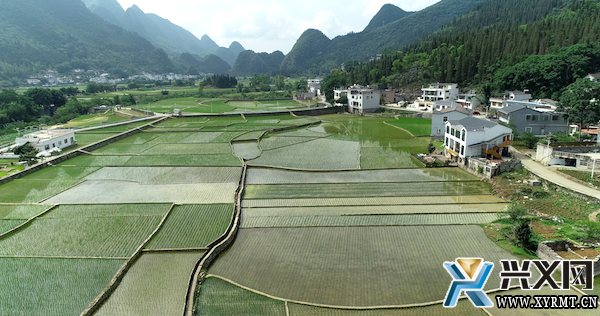兴义义龙：开展两万余亩水稻统防统治 筑牢粮食稳产增收根基(图3)