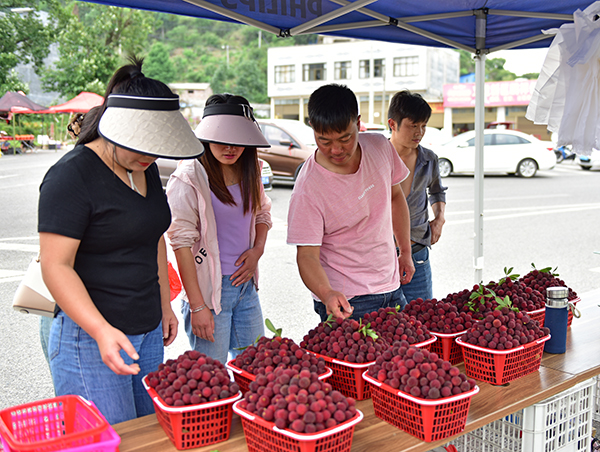万屯镇：万亩杨梅抢“鲜”上市(图1)