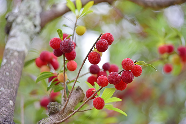 万屯镇：万亩杨梅抢“鲜”上市(图3)