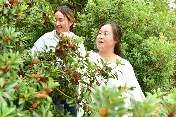 万屯镇：万亩杨梅抢“鲜”上市(图4)