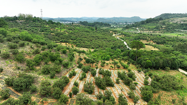 万屯镇：万亩杨梅抢“鲜”上市(图6)