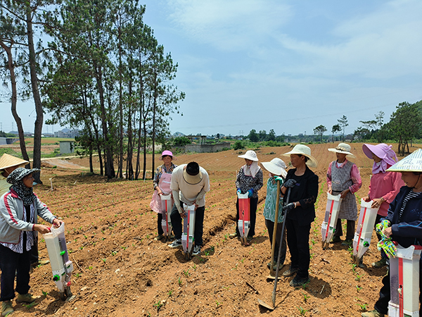 德卧镇：订单种植“制种玉米” 助力乡村振兴(图1)