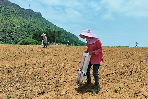 德卧镇：订单种植“制种玉米” 助力乡村振兴(图2)