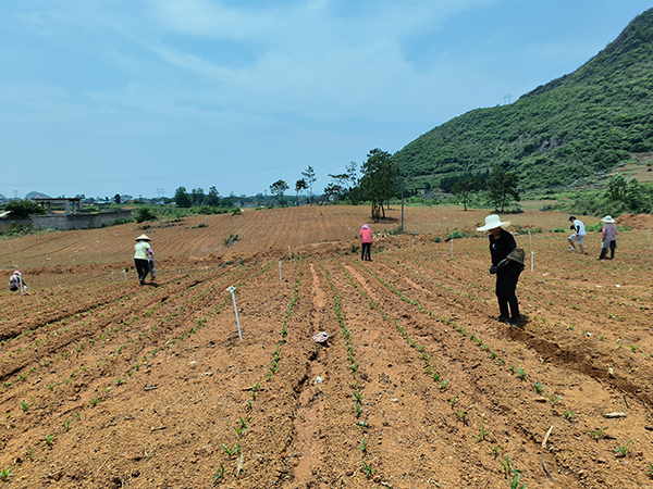 德卧镇：订单种植“制种玉米” 助力乡村振兴(图3)