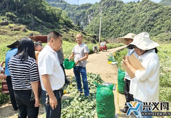 德卧镇：毛豆测产效果好 亩产达1480斤(图1)