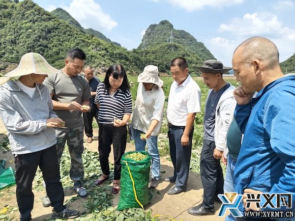 德卧镇：毛豆测产效果好 亩产达1480斤(图2)