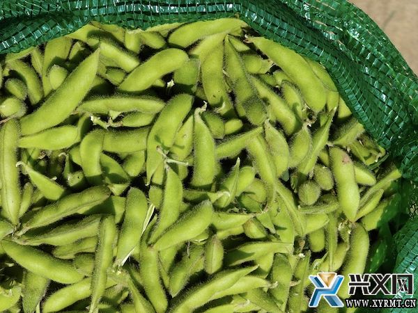 德卧镇：毛豆测产效果好 亩产达1480斤(图3)