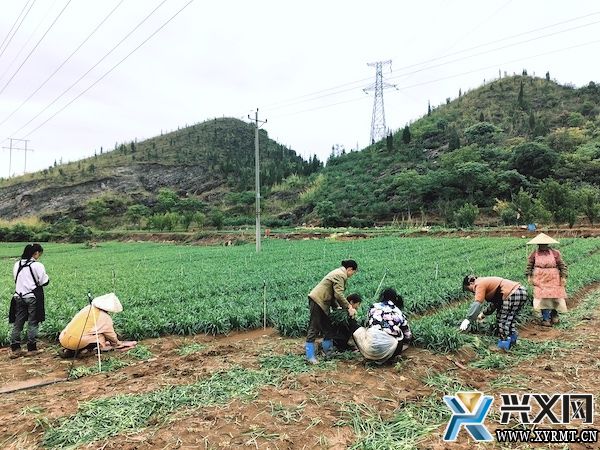 木陇街道团结村120亩韭菜采收忙(图2)