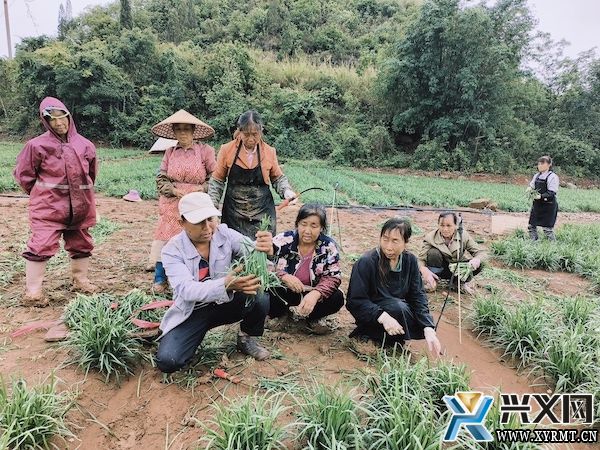 木陇街道团结村120亩韭菜采收忙(图1)