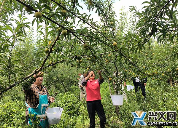 万屯镇佐舍村：500亩蜂糖李上市引客来(图1)