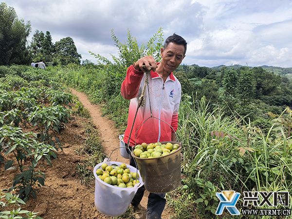 万屯镇佐舍村：500亩蜂糖李上市引客来(图2)