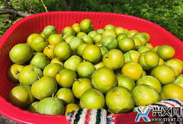 万屯镇佐舍村：500亩蜂糖李上市引客来(图3)