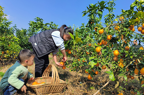 万峰林:果冻橙沃柑双丰收 甜蜜上市引客来(图1) 万峰林:果冻橙沃柑双丰收 甜蜜上市引客来(图1)