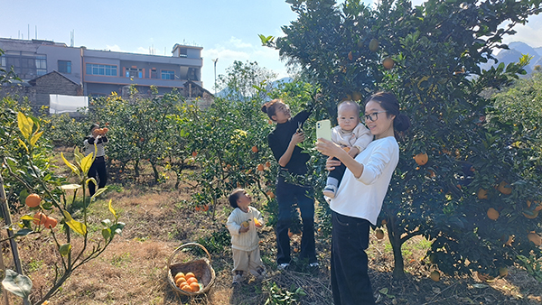 万峰林:果冻橙沃柑双丰收 甜蜜上市引客来(图2) 万峰林:果冻橙沃柑双丰收 甜蜜上市引客来(图2)