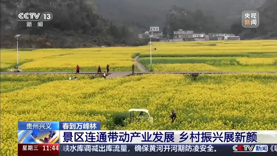 央视聚焦贵州兴义：千亩油菜花盛放万峰林(图2)