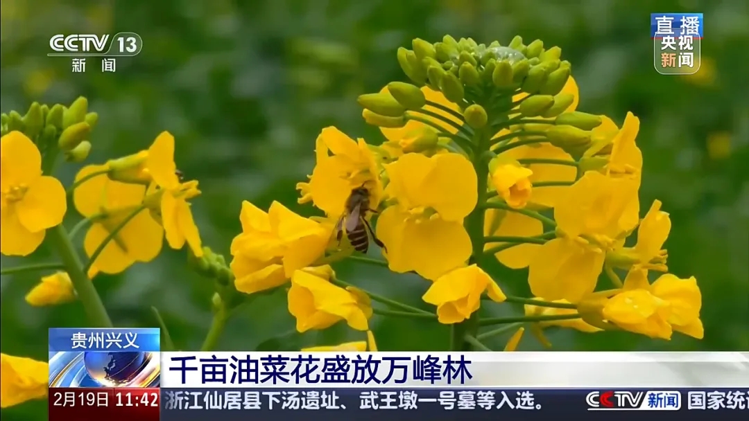 央视聚焦贵州兴义：千亩油菜花盛放万峰林(图4)