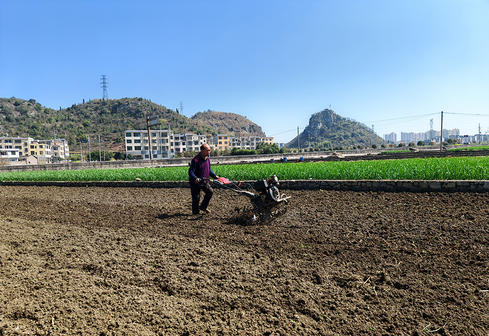 马岭街道：3000亩早熟毛豆种植忙 奏响春耕“奋进曲”(图2)