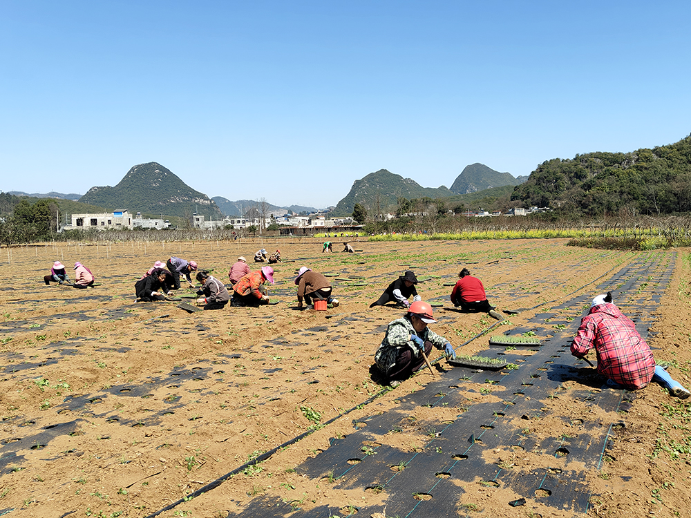 绿荫村：300亩韭菜移栽忙 不误农时促振兴(图1)