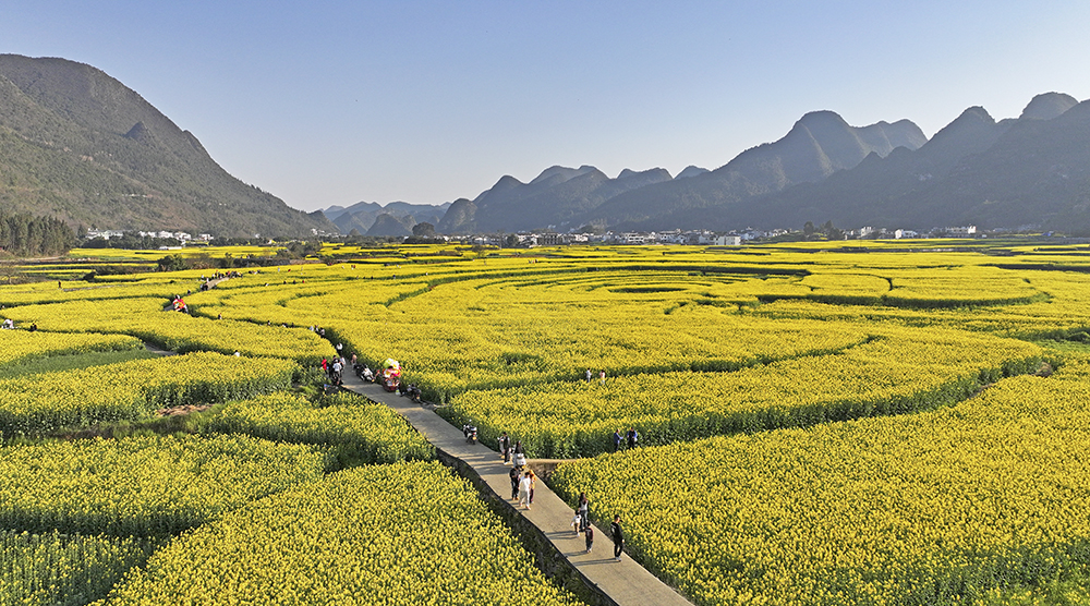 兴义：油菜花开引客来 春风吹暖“花经济”(图6)