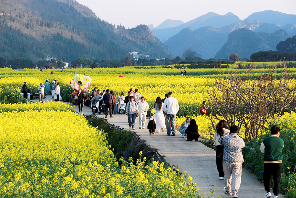 兴义：油菜花开引客来 春风吹暖“花经济”(图2)