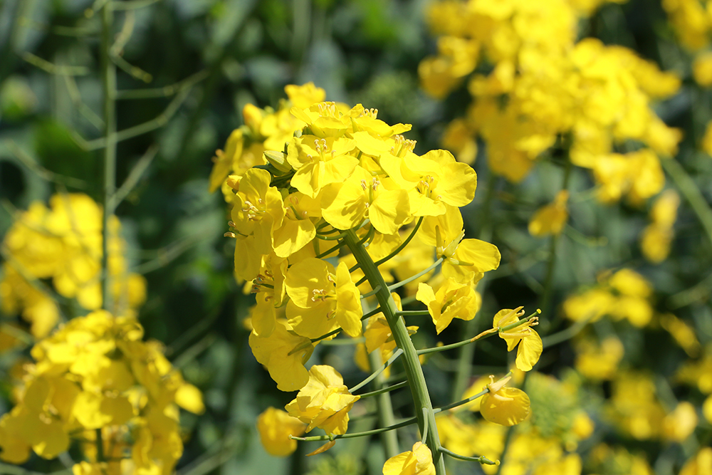 兴义：油菜花开引客来 春风吹暖“花经济”(图4)