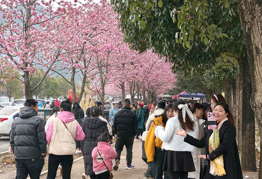 【一百天的春季 一百分的美丽】来兴义市民族村共赴一场樱花盛宴(图2)