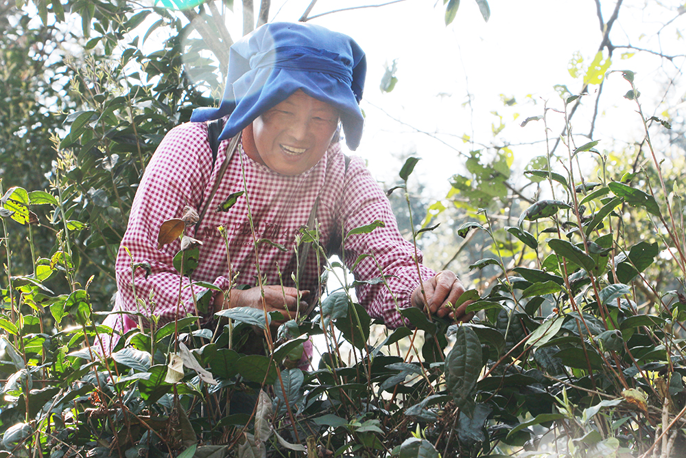 洒金村：1000亩春茶吐新芽 茶韵飘香促就业(图2)