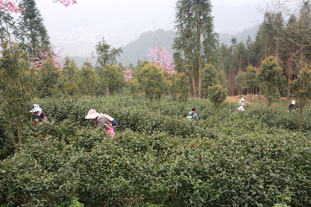 洒金村：1000亩春茶吐新芽 茶韵飘香促就业(图1)