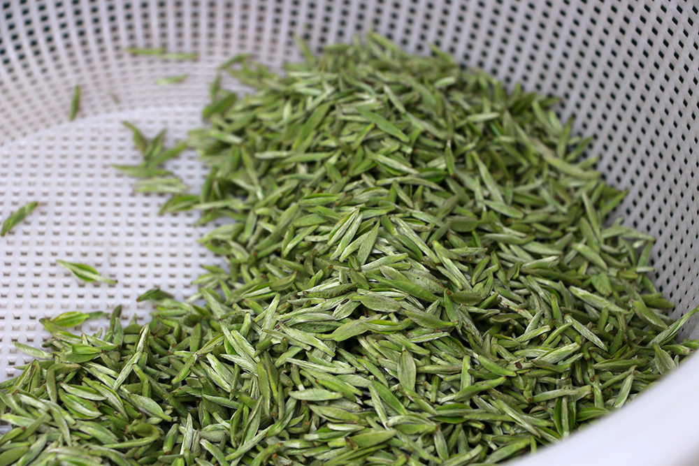 洒金村：1000亩春茶吐新芽 茶韵飘香促就业(图3)
