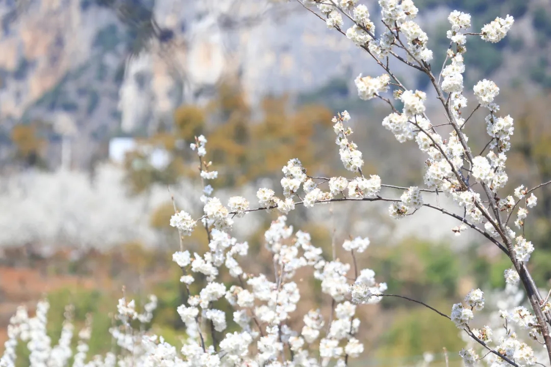 ‌100天的春季100分的美丽丨龙街镇龙河村：万亩樱桃花开引客来(图1)