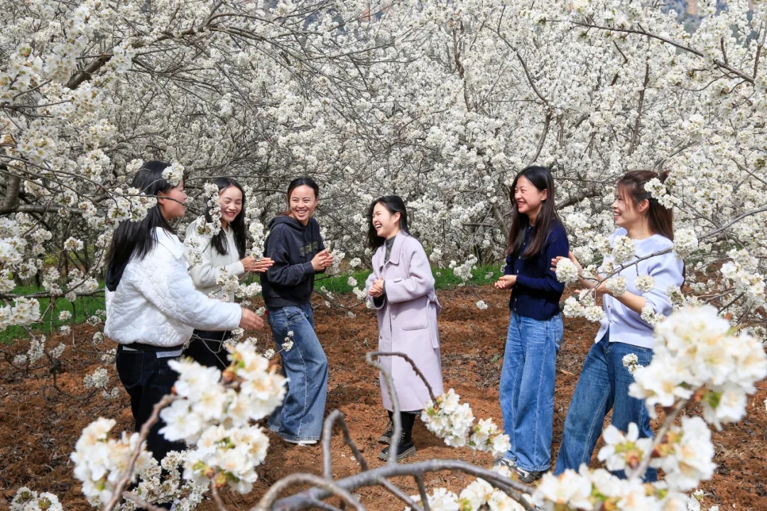 ‌100天的春季100分的美丽丨龙街镇龙河村：万亩樱桃花开引客来(图2)