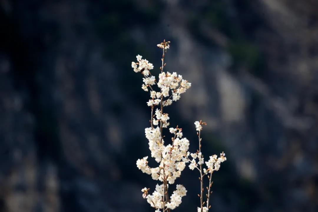‌100天的春季100分的美丽丨龙街镇龙河村：万亩樱桃花开引客来(图3)