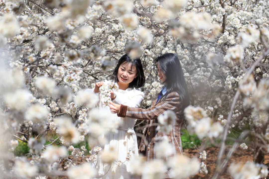 ‌100天的春季100分的美丽丨龙街镇龙河村：万亩樱桃花开引客来(图5)