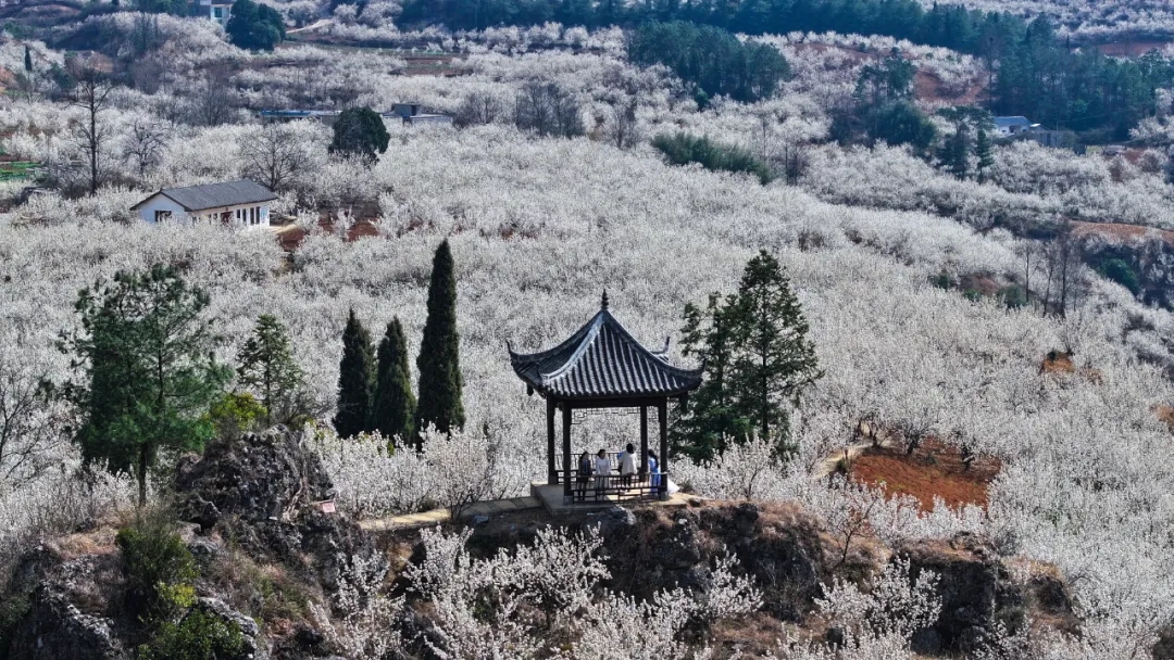 ‌100天的春季100分的美丽丨龙街镇龙河村：万亩樱桃花开引客来(图6)