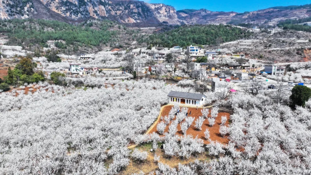 ‌100天的春季100分的美丽丨龙街镇龙河村：万亩樱桃花开引客来(图7)