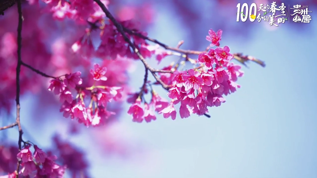 100天的春季 100分的美丽丨贵州盘州：美丽花海成为旅游热点(图5)