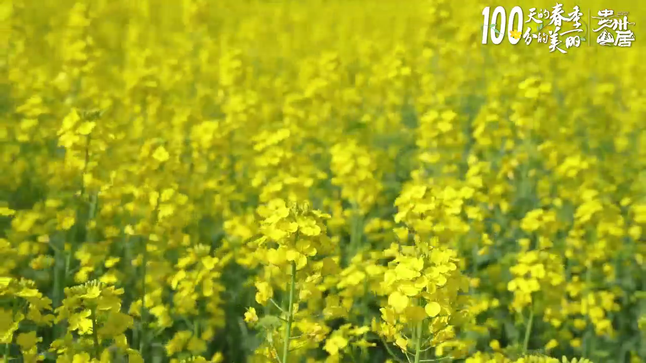 100天的春季 100分的美丽丨贵州盘州：美丽花海成为旅游热点(图4)