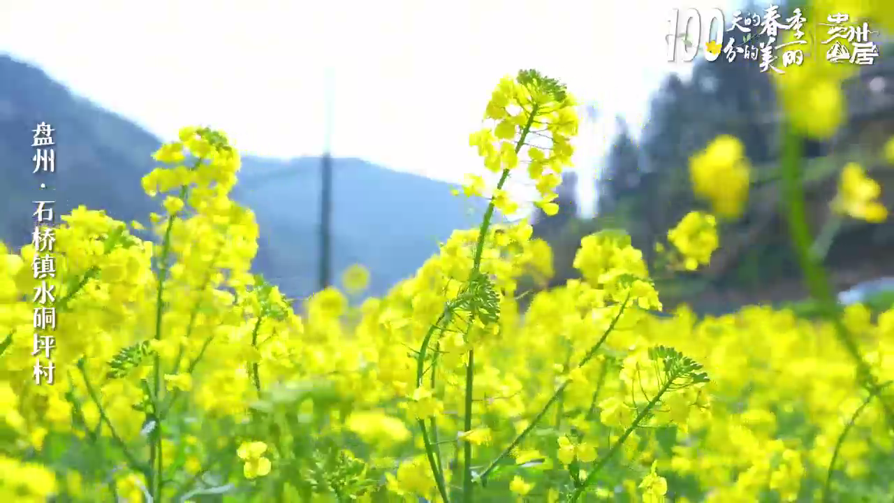 100天的春季 100分的美丽丨贵州盘州：美丽花海成为旅游热点(图9)