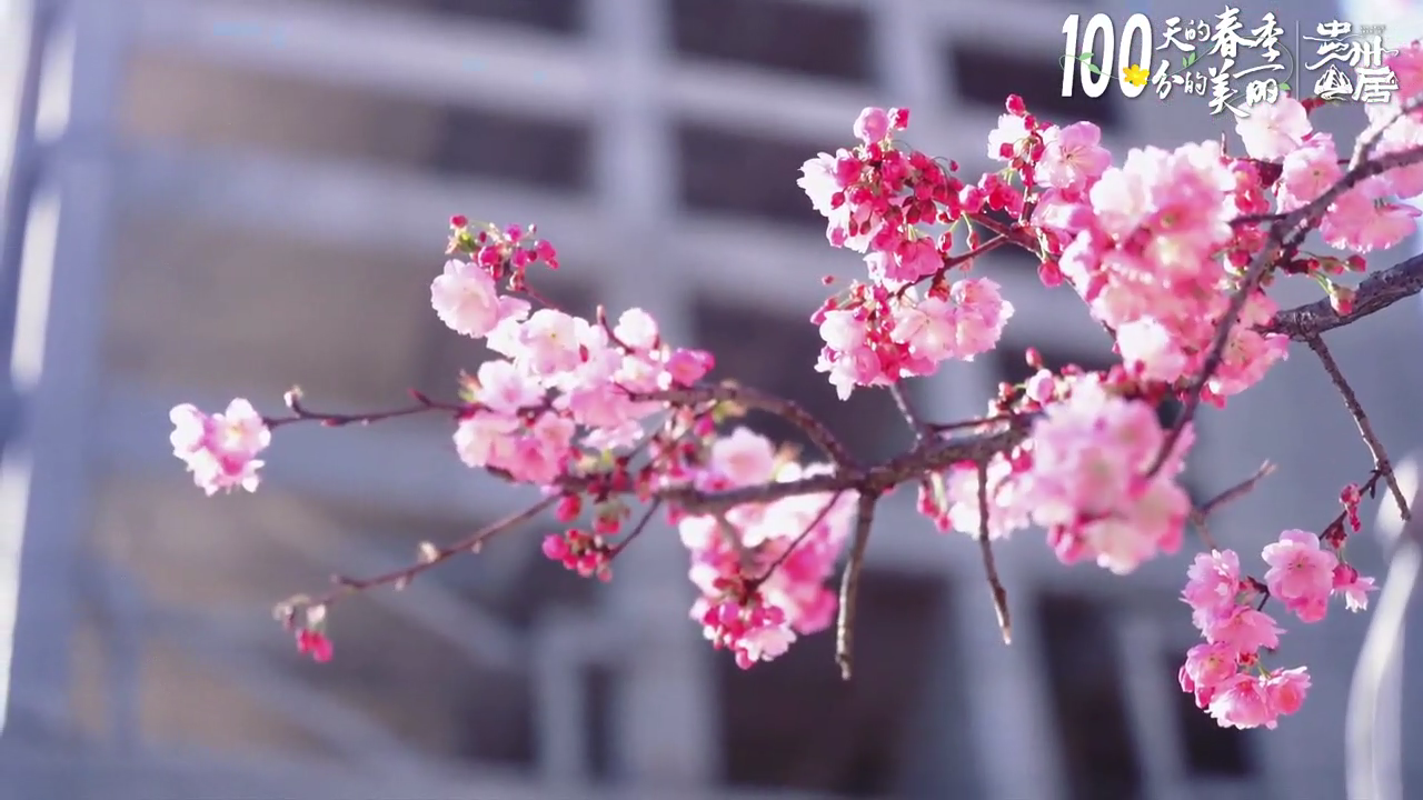 100天的春季 100分的美丽丨贵州盘州：美丽花海成为旅游热点(图11)