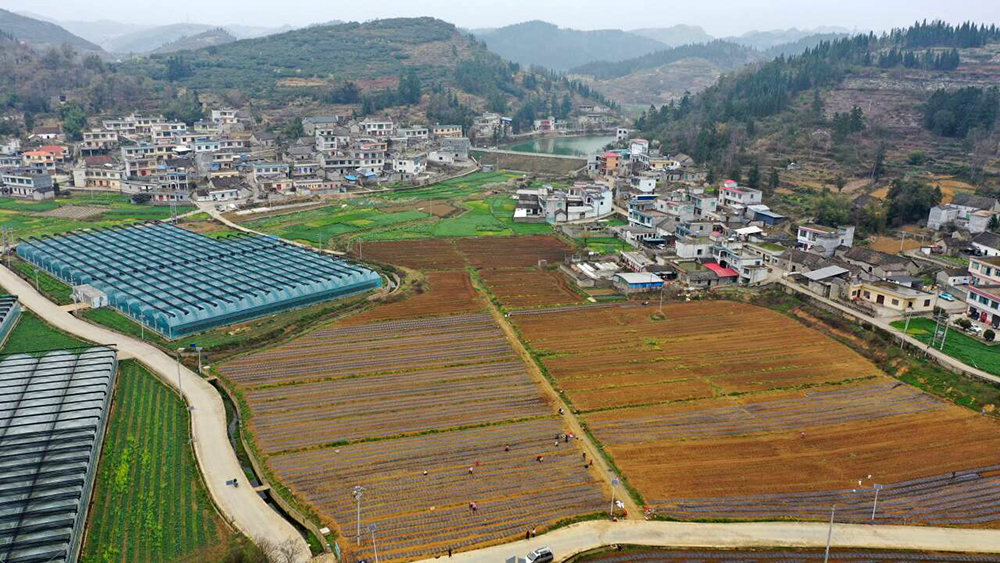 干海子坝区：100亩松花种植忙 订单农业为乡村振兴添活力(图3)